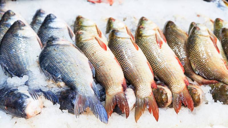 Poissons frais  pour les professionnels en Normandie 